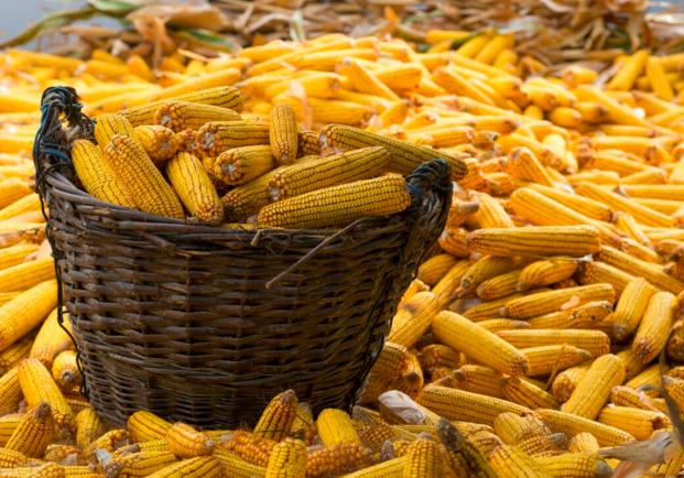 玉米供求關(guān)系影響著價(jià)格,2022年我國(guó)玉米播種面積和產(chǎn)量或?qū)⒊掷m(xù)增加(圖1) 玉米供求關(guān)系影響著價(jià)格,2022年我國(guó)玉米播種面積和產(chǎn)量或?qū)⒊掷m(xù)增加(圖1)