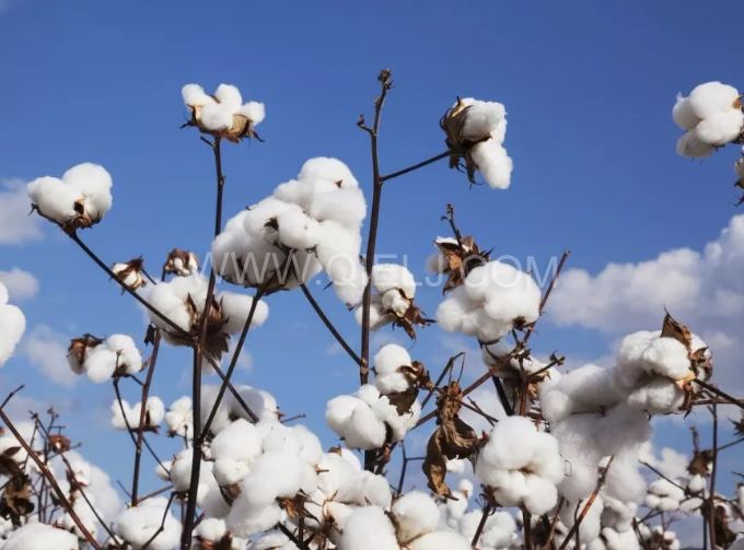 棉籽油精煉設(shè)備，充分脫離棉酚生產(chǎn)健康營(yíng)養(yǎng)油(圖1)